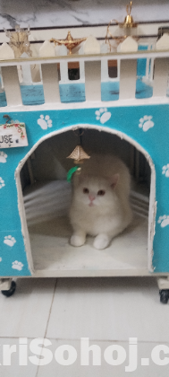 Cat house with laddar and useble roof